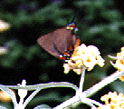 Picture of Grey Hairstreak on Butterfly Bush