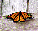 picture of monarch butterfly