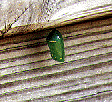 picture of monarch chrysalis