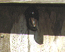 picture of butterfly in chrysalis