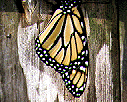 picture of monarch drying it's wings