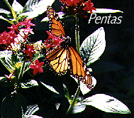 Picture of Pentas
