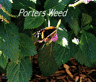 Picture of Porters Weed