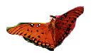small picture of fritillary butterfly