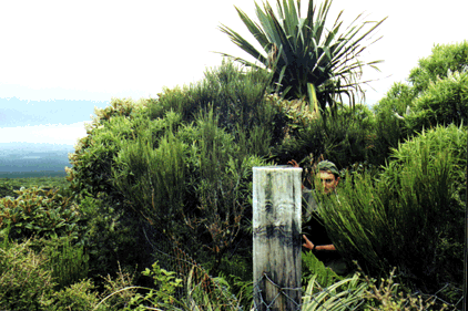 DB obscured by vegetation just inside the exclosure