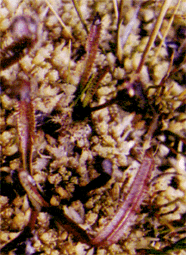 Drosera stentopetala has longer leaves