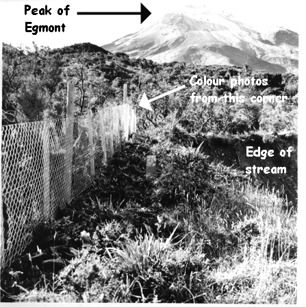 Exclosure plot 6 on Mt Taranaki in 1973