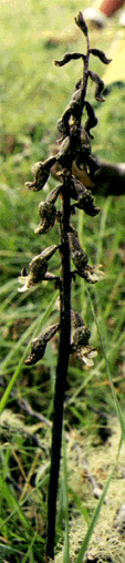 The Gastrodia orchid