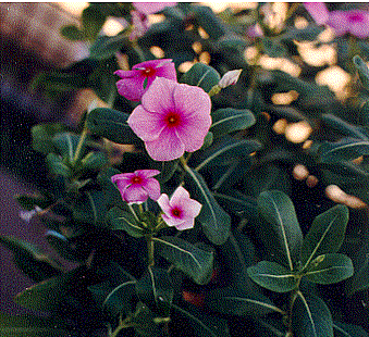 rosy  periwinkle