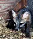 Gray Fox