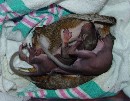 Baby Squirrels