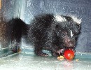 Baby Skunk