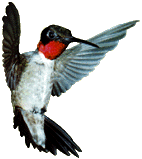 Hummingbird