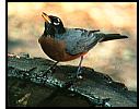 Robin