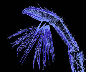 mesotarsus of _Rhagovelia_