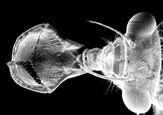 prehensile labium of a dragonfly nymph