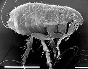 a cat flea