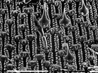 surface of some kind of seed