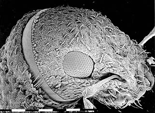 weevil head