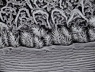 closeup of the closeup of the weevil head