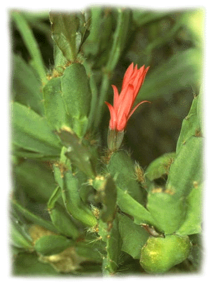 Schlumbergera truncata