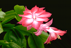 Xmas cactus