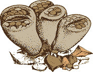 illustration of lithops