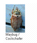 Maybug / Cockchafer