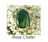 Rose Chafer