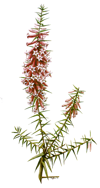 Also found in other states, the Common (Pink) Heath flowers in Winter and Spring. Click here for more