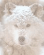 Wolves - shot in Norway so that farmers can run their sheep through national parkland!