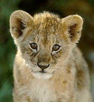 Lion cubs are often culled in zoos ue to overcrowding