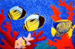 "CORAL REEF"  Copyright Marc Rubin.  Used with kind permission
