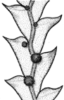 Cladodes