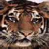 Wild Animals of the World Ring