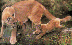 Cougar Ring
