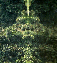 image of rainforest reflection