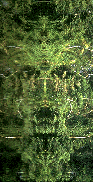 image of rainforest reflection