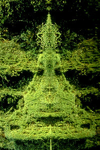 image of rainforest reflection