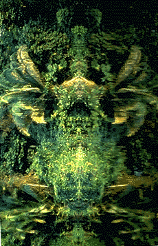 image of rainforest reflection