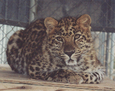 Amur leopard