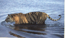 Tiger in water.