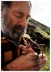 mouse sized grasshopper sitting on guy's hand