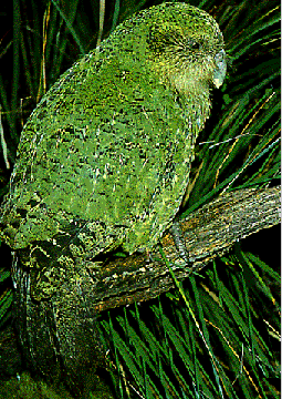 big fluffy green parrot