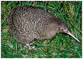 kiwi bird