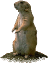 gopher
