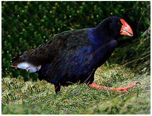 big black bird with a big red
beak