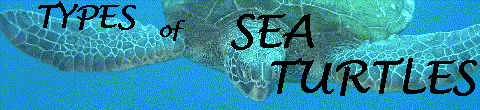 Types of Sea Turtles