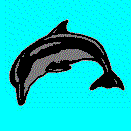 Jumping dolphin