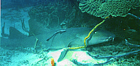 Nurse shark